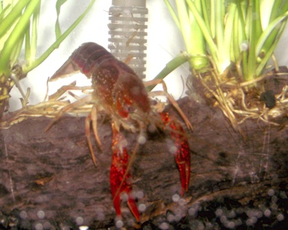 จำหน่ายกุ้งเครฟิช รูปที่ 3