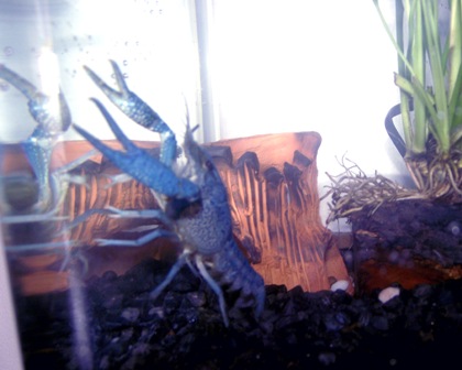 จำหน่ายกุ้งเครฟิช รูปที่ 2