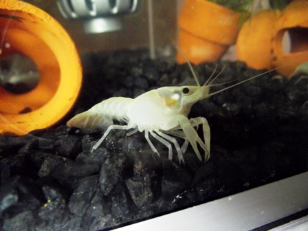 จำหน่ายกุ้งเครฟิช รูปที่ 4