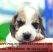 รูปย่อ ขายลูกสุนัขบีเกิ้ลสวยๆน่ารักๆเหมือนตุ๊กตาคุณภาพ 082-5779531 ดูในเว็บไซต์ รูปที่3