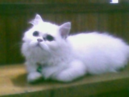 ขายแมวเปอร์เซียร์หน้าตุ๊กตาสีขาวราคาถูกมากค่ะ รูปที่ 1
