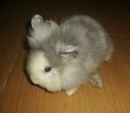 แจกฟรี ลูกกระต่าย 3 ตัว