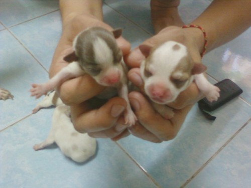ขายลูก ชิวาวา รูปที่ 6
