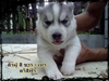 รูปย่อ ขายลูกสุนัขไซบีเรียน ฮัสกี้ อายุ 16 วัน เกิดวันที่ 21 กันยายน 2553 รูปที่2