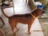 รูปย่อ ขายลูกสุนัขไทยหลังอาน สีน้ำตาลเม็ดมะขาม สีน้ำตาล/น้ำตาลไหม้ รูปที่1