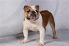 รูปย่อ พ่อพันธุ์ Bulldog รับผสม รูปที่3