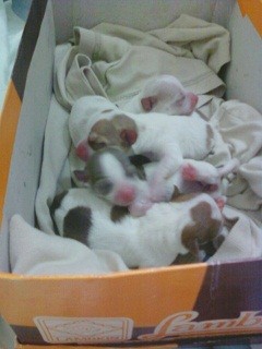 ขายลูก ชิวาวา รูปที่ 5