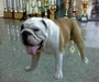 รูปย่อ พ่อพันธุ์ Bulldog รับผสม รูปที่4