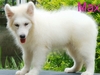 รูปย่อ นาทีทอง..ลดพิเศษสุดๆๆ**ขาย..ลูกสุนัขพันธ์ซามอยด์ samoyed pupies หมีน้อยสีขาวตัวใหญ่ใจดี น่ารัก ขนยาว รูปที่4