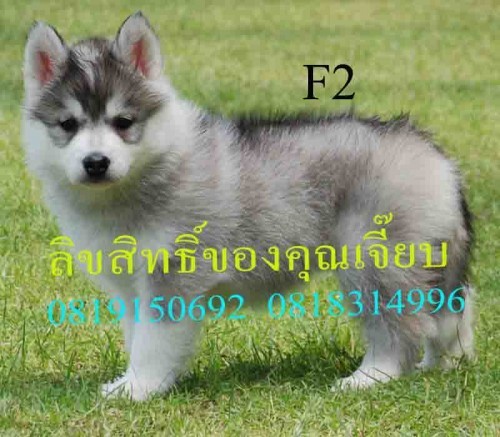 ขายน้องหมาไซบีเรี่ยนค่ะ วูลลี่โค้ด รูปที่ 1