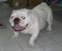 รูปย่อ พ่อพันธุ์ Bulldog รับผสม รูปที่2