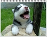 รูปย่อ ขายลูกสุนัขไซบีเรียน ฮัสกี้ อายุ 16 วัน เกิดวันที่ 21 กันยายน 2553 รูปที่6