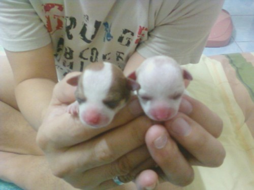 ขายลูก ชิวาวา รูปที่ 4
