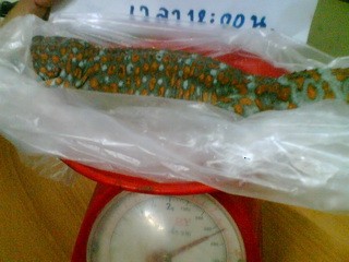 รับซื้อตุ๊กแกราคาดี น้ำหนัก 2.6+g. รับเรื่อยๆ(เรื่องจริง) รูปที่ 3