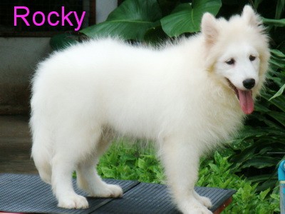 นาทีทอง..ลดพิเศษสุดๆๆ**ขาย..ลูกสุนัขพันธ์ซามอยด์ samoyed pupies หมีน้อยสีขาวตัวใหญ่ใจดี น่ารัก ขนยาว รูปที่ 1