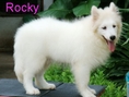 นาทีทอง..ลดพิเศษสุดๆๆ**ขาย..ลูกสุนัขพันธ์ซามอยด์ samoyed pupies หมีน้อยสีขาวตัวใหญ่ใจดี น่ารัก ขนยาว
