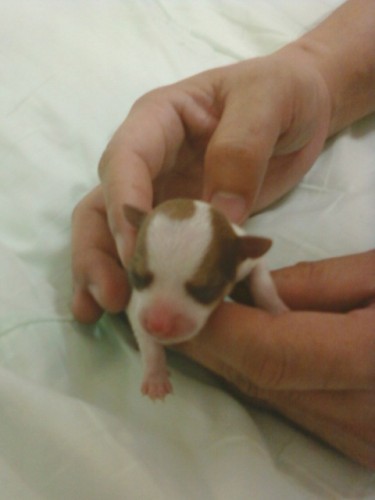 ขายลูก ชิวาวา รูปที่ 3