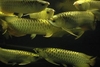 รูปย่อ รักสั่งปลาอโรวาน่า(AROWANA FISH) รูปที่3