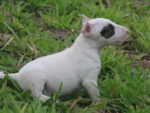 ขายสุนัข Bull Terrier รูปที่ 1