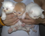 รูปย่อ ขายลูกแมวพันธุ์เปอร์เซียแท้สีส้มการ์ฟิว-สีขาว รูปที่2