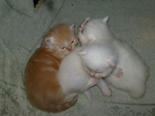 ขายลูกแมวพันธุ์เปอร์เซียแท้สีส้มการ์ฟิว-สีขาว รูปที่ 1