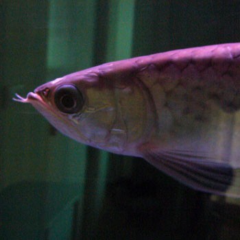 ขายปลามังกรเขียว Green Arowana พร้อมใบเซอร์ รูปที่ 1