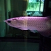 รูปย่อ ขายปลามังกรเขียว Green Arowana พร้อมใบเซอร์ รูปที่2