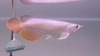 รูปย่อ จำหน่าย ปลามังกร  Arowana เกรดสูง ทั้ง สีทอง และสีแดง สวยงามเสริมบารมี รูปที่3