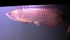 รูปย่อ จำหน่าย ปลามังกร  Arowana เกรดสูง ทั้ง สีทอง และสีแดง สวยงามเสริมบารมี รูปที่4