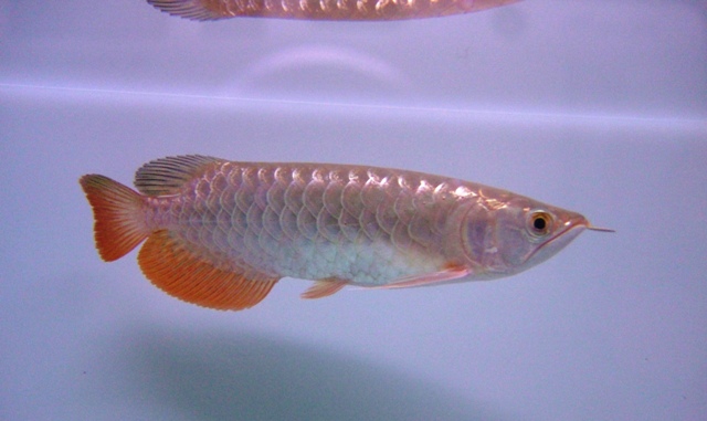 จำหน่าย ปลามังกร  Arowana เกรดสูง ทั้ง สีทอง และสีแดง สวยงามเสริมบารมี รูปที่ 6