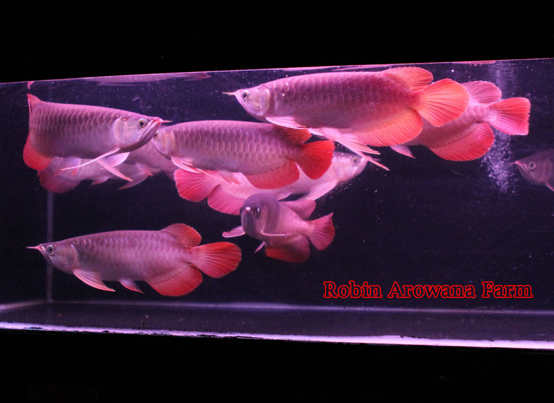 จำหน่าย ปลามังกร  Arowana เกรดสูง ทั้ง สีทอง และสีแดง สวยงามเสริมบารมี รูปที่ 7