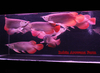 รูปย่อ จำหน่าย ปลามังกร  Arowana เกรดสูง ทั้ง สีทอง และสีแดง สวยงามเสริมบารมี รูปที่6