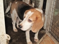 ขายพ่อพันธุ์ Beagle 1 ตัว อายุ 4 ปี