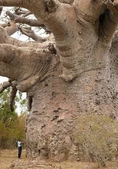 ขายเมล็ด Baobab ชุดละ 8 เมล็ด