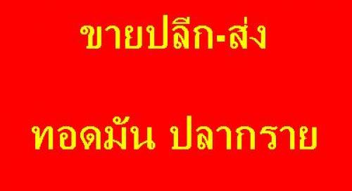 ขายทอดมันปลากราย ปลีก-ส่ง รูปที่ 2