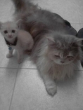 ชายแม่พันธ์เปอเซีย + ลูกแมว