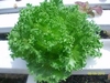 รูปย่อ ผักสลัด saladhydroponics ปลอดสารพิษ ราคาส่ง 70 บาท รูปที่5