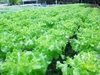 รูปย่อ ผักสลัด saladhydroponics ปลอดสารพิษ ราคาส่ง 70 บาท รูปที่4