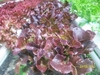 รูปย่อ ผักสลัด saladhydroponics ปลอดสารพิษ ราคาส่ง 70 บาท รูปที่3