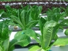 รูปย่อ ผักสลัด saladhydroponics ปลอดสารพิษ ราคาส่ง 70 บาท รูปที่1