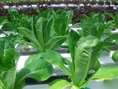 ผักสลัด saladhydroponics ปลอดสารพิษ ราคาส่ง 70 บาท