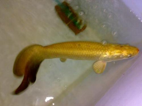 ขายปลาช่อนอะเมซอนสีทอง (เหมือนทองคำ) รูปที่ 1