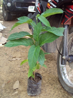 ขายพันธุ์ไม้แปลกๆ จากทางเหนือ รูปที่ 4