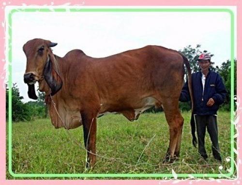 ขายวัวฮินดูบราซินแดง ท้องแรก ผสมเจ้าซัน 7 เดือน รูปที่ 1