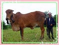 ขายวัวฮินดูบราซินแดง ท้องแรก ผสมเจ้าซัน 7 เดือน
