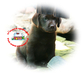 รูปย่อ ลูกสุนัขลาบราดอร์ สีช็อค น่ารักๆ chocolate puppy labrador ลาบราดอร์ Labrador Retriever ป้องกันพยาธิหนอนหัวใจ เห็บ หมัด ไ รูปที่2