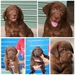 รูปย่อ ลูกสุนัขลาบราดอร์ สีช็อค น่ารักๆ chocolate puppy labrador ลาบราดอร์ Labrador Retriever ป้องกันพยาธิหนอนหัวใจ เห็บ หมัด ไ รูปที่3