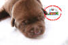 รูปย่อ ลูกสุนัขลาบราดอร์ สีช็อค น่ารักๆ chocolate puppy labrador ลาบราดอร์ Labrador Retriever ป้องกันพยาธิหนอนหัวใจ เห็บ หมัด ไ รูปที่6