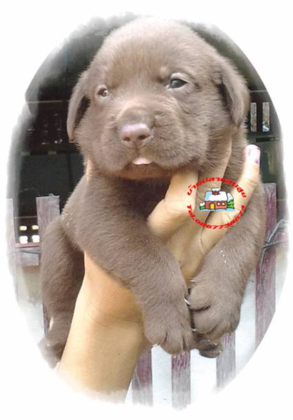 ลูกสุนัขลาบราดอร์ สีช็อค น่ารักๆ chocolate puppy labrador ลาบราดอร์ Labrador Retriever ป้องกันพยาธิหนอนหัวใจ เห็บ หมัด ไ รูปที่ 1