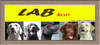รูปย่อ ลูกสุนัขลาบราดอร์ สีช็อค น่ารักๆ chocolate puppy labrador ลาบราดอร์ Labrador Retriever ป้องกันพยาธิหนอนหัวใจ เห็บ หมัด ไ รูปที่5